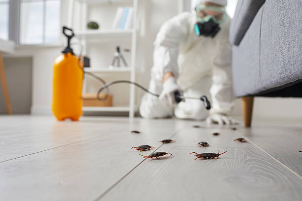 Post-Treatment Bed Bug Interceptor Monitoring in East Highland Park